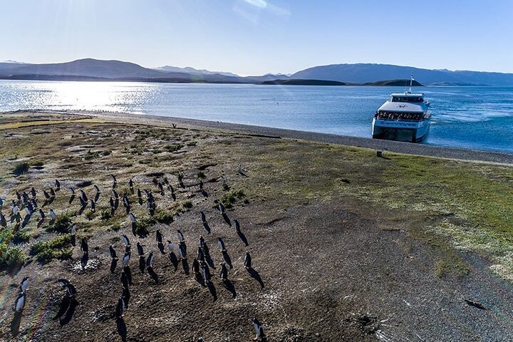 Martillo Island: Boat Trip to the Penguin Colony & Beagle Channel - imagen #11