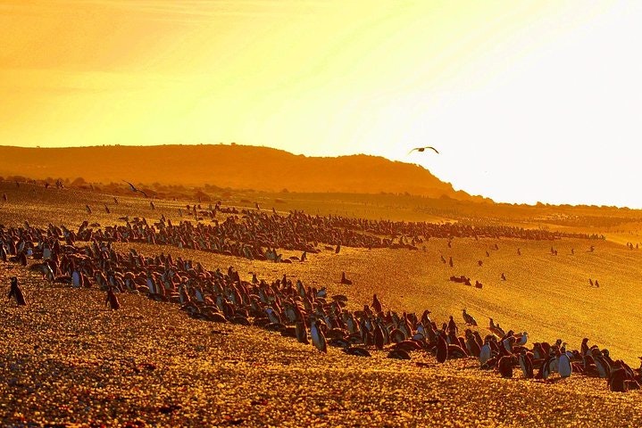 Estancia San Lorenzo: Home to the Largest Penguin Colony - imagen #4