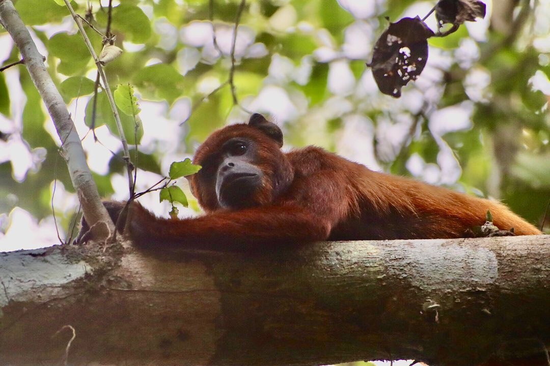 Pmal-02 : Jungle Adventure Unleashed - 3 Days Sandoval Tour - imagen #5