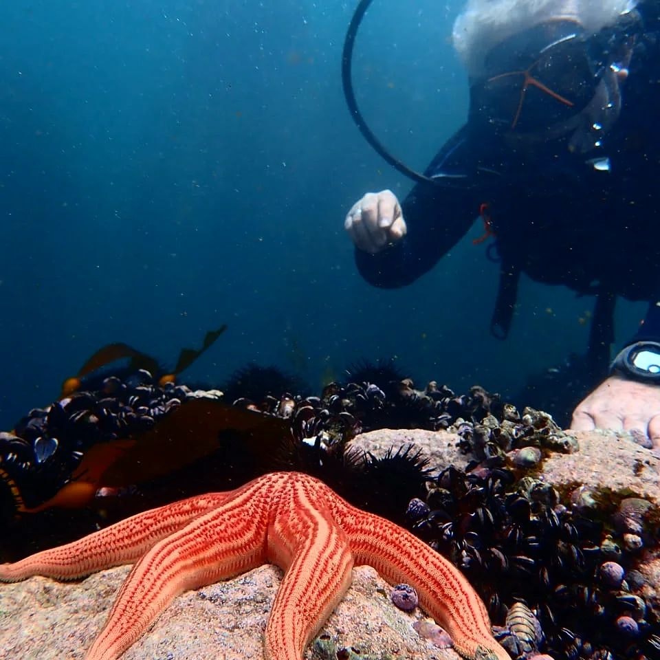 Par-06 : Scuba Diving in Paracas - Dive Discovery - imagen #7