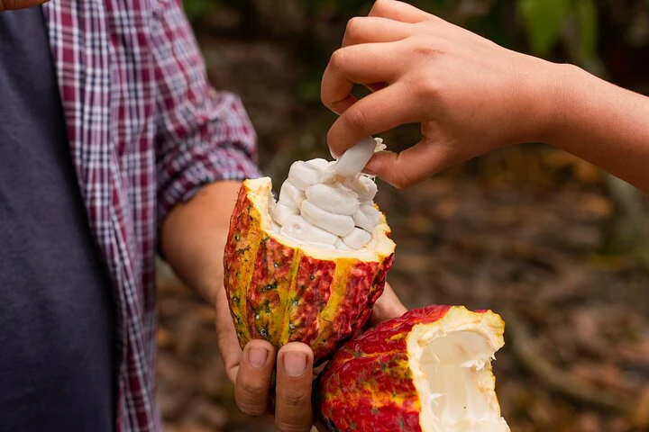 Cacao Farm Excursion Day Trip from Guayaquil - imagen #4