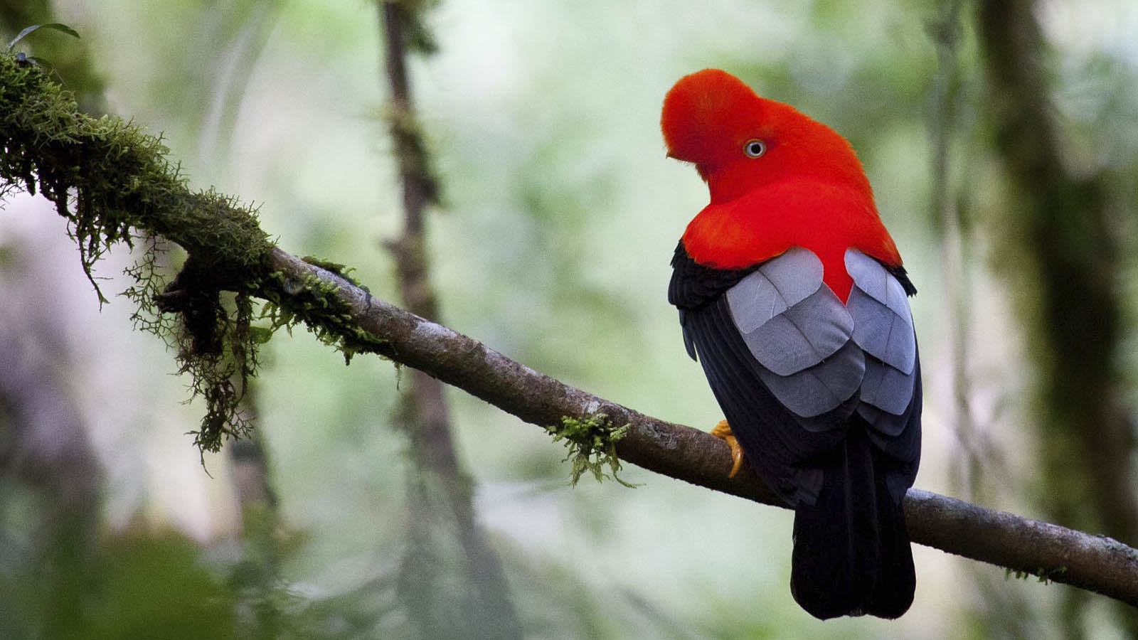 Cus-07 : Manu s Park Odyssey - Embark on a 4 Days Jungle Expedition - imagen #3