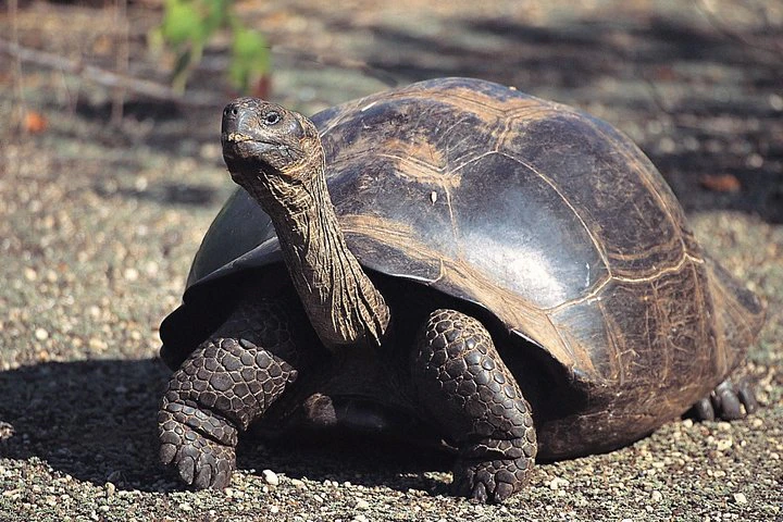 Galápagos: 4 días explorando la isla de San Cristóbal - imagen #7
