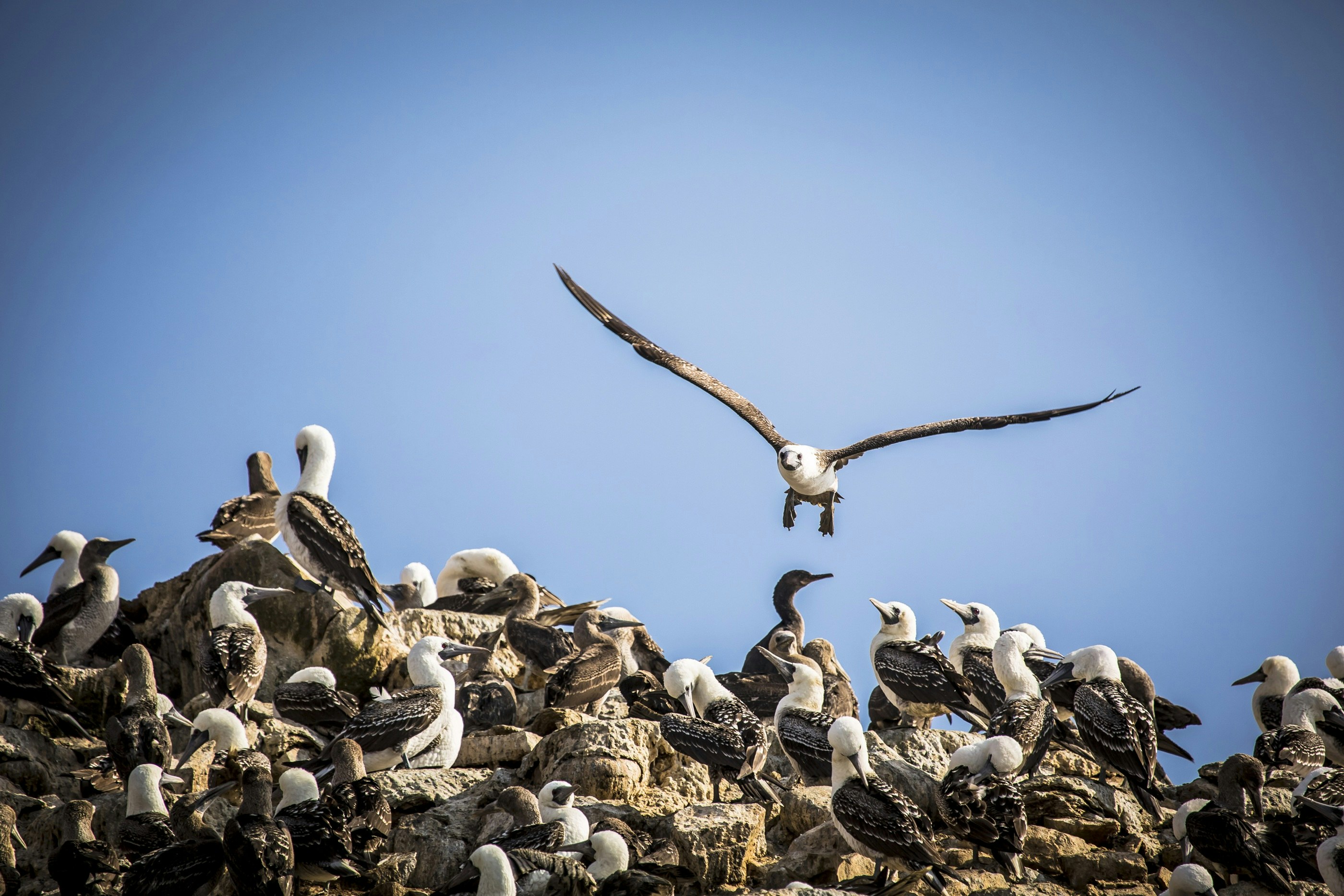 2-Day Nazca Lines and Ballestas Islands from Lima - imagen #11