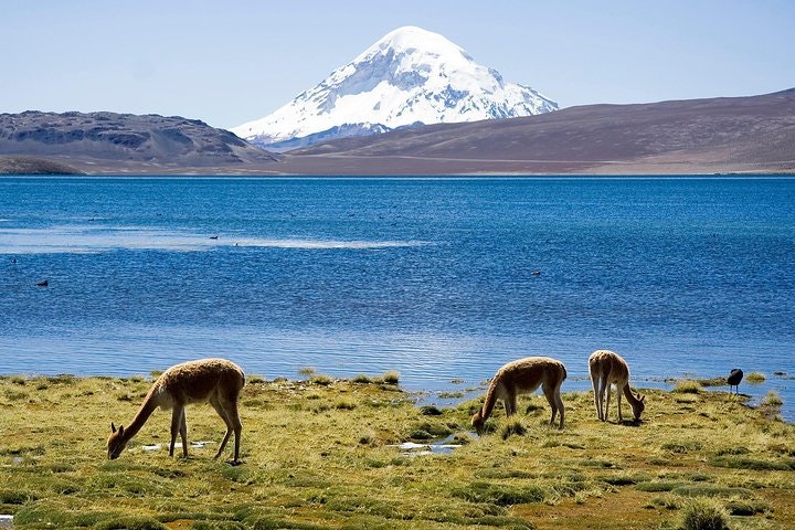 4-Days Unique Experience at the Chilean High Plateau - imagen #9