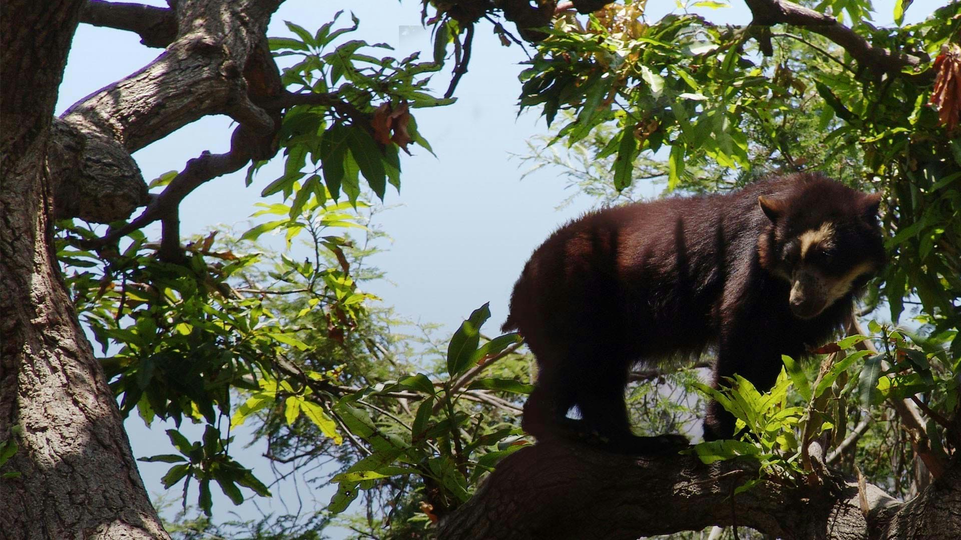 Chi-03 : Chaparri Ecological Reserve Escapade - imagen #8