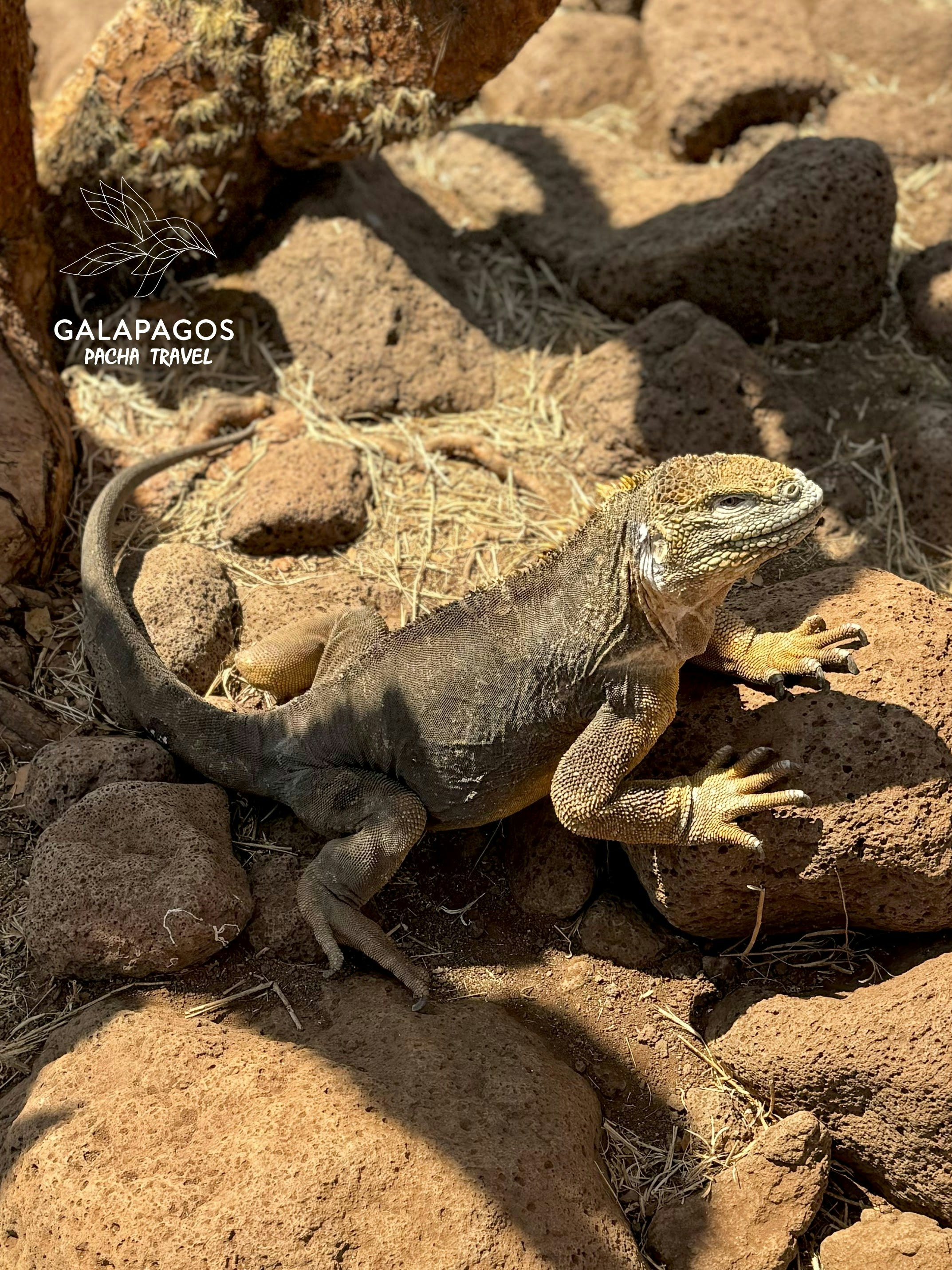 5 day / Sta. Cruz Highlands & C. Darwin RS, Bartolome, N. Seymour - imagen #13