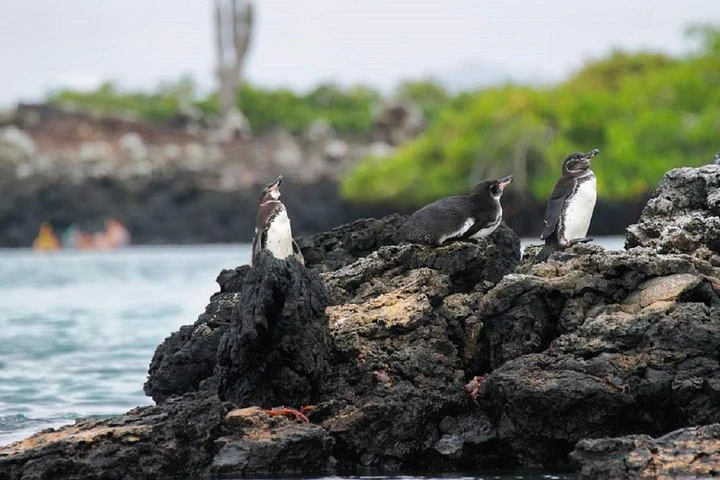 Excursión a la bahía de Tintoreras desde la isla Isabela - imagen #3