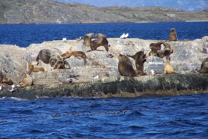 Snorkeling with Sea Lions in Puerto Madryn - imagen #3