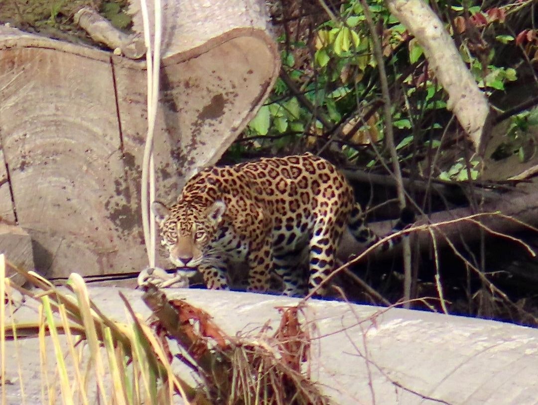 Cus-07 : Manu s Park Odyssey - Embark on a 4 Days Jungle Expedition - imagen #19