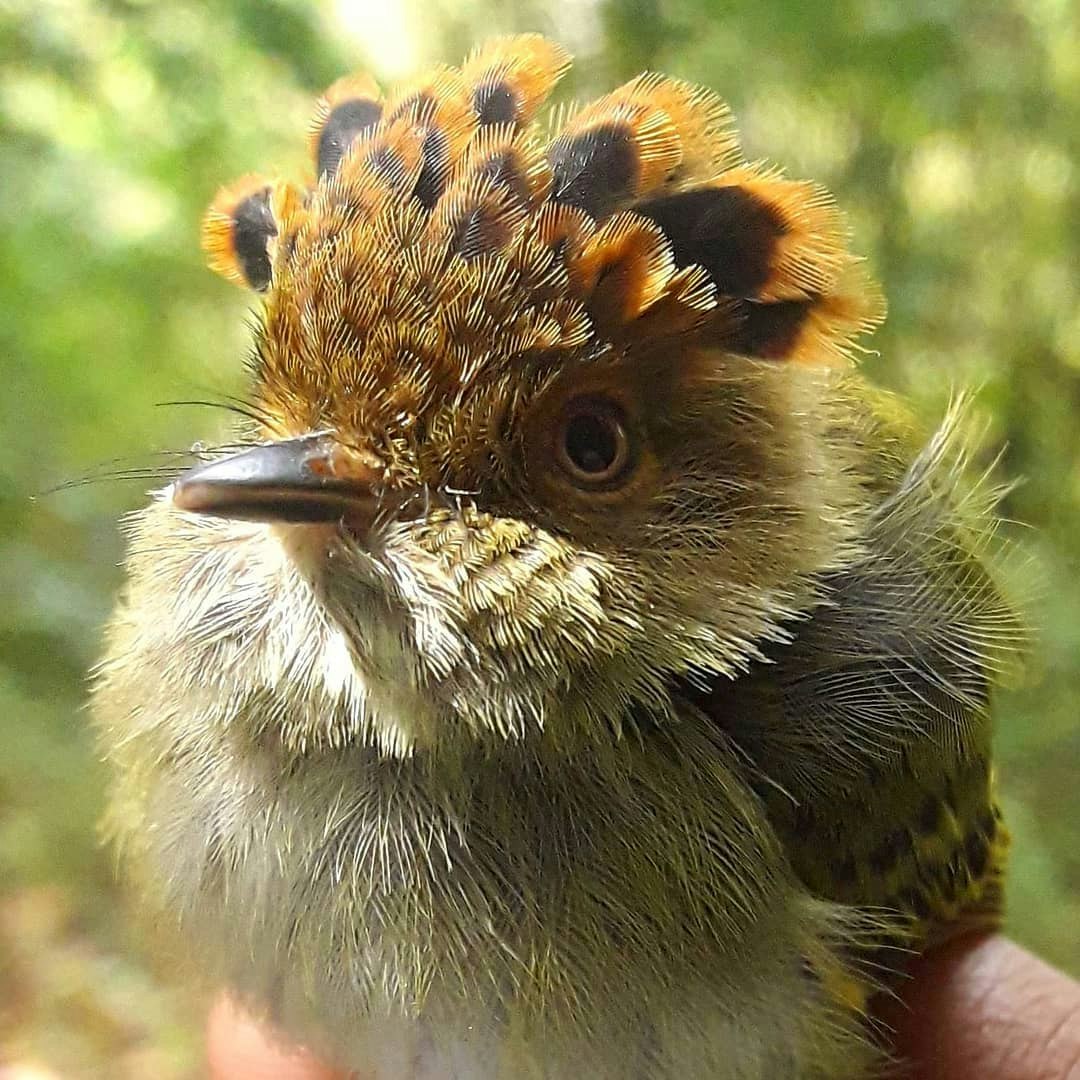 Tum-03 : Cerros de Amotape National Park - Into the Wild - imagen #5