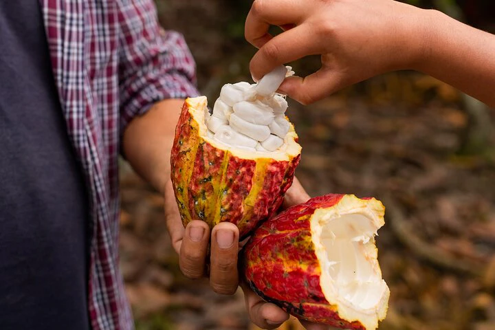 Churute Mangrove Ecological Reserve and Cocoa Farm - imagen #3