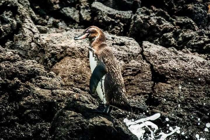 Excursión de día completo a la isla de Bartolomé y la bahía de Sullivan - imagen #12