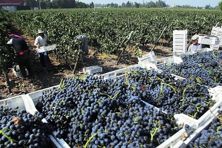 7-Days Unique Experience visiting the best Chilean & Argentinean Wine Valleys! - imagen #10
