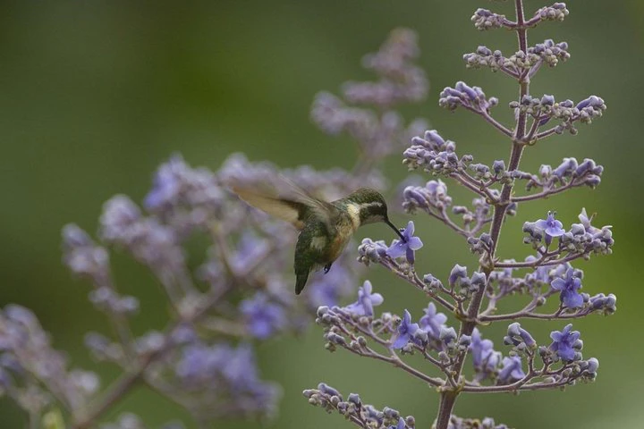 Birdwatching in Cerro Blanco from Guayaquil - imagen #5