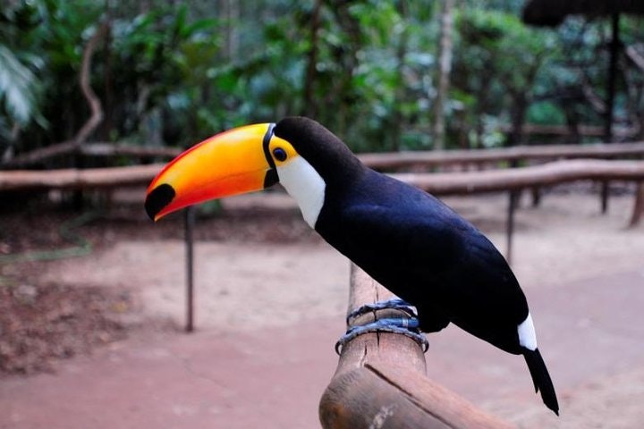 Iguazu Falls Brazilian Side & Bird Park from Puerto Iguazu - imagen #2