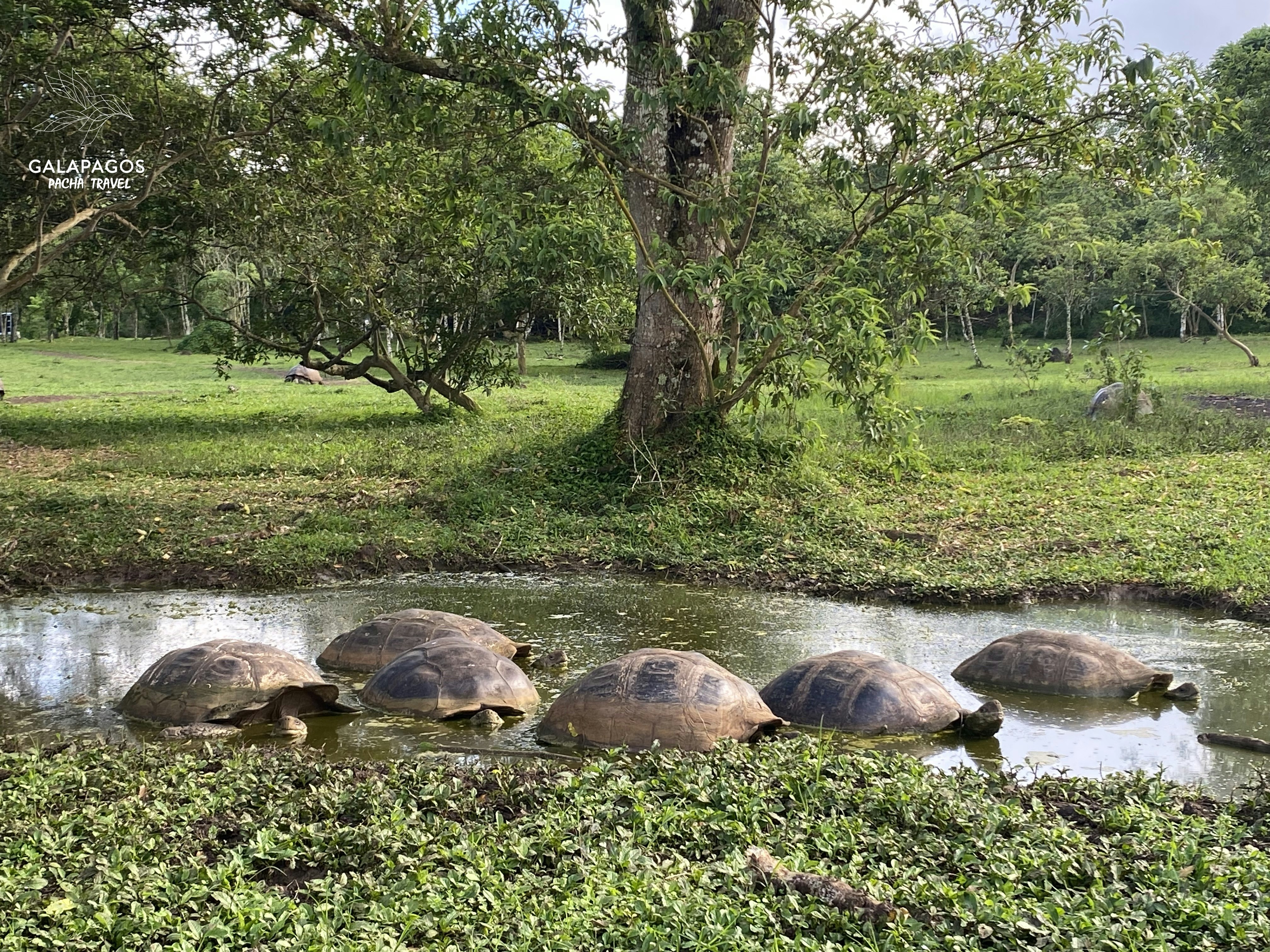 5 day / Sta. Cruz Highlands & C. Darwin RS, Bartolome, N. Seymour - imagen #23