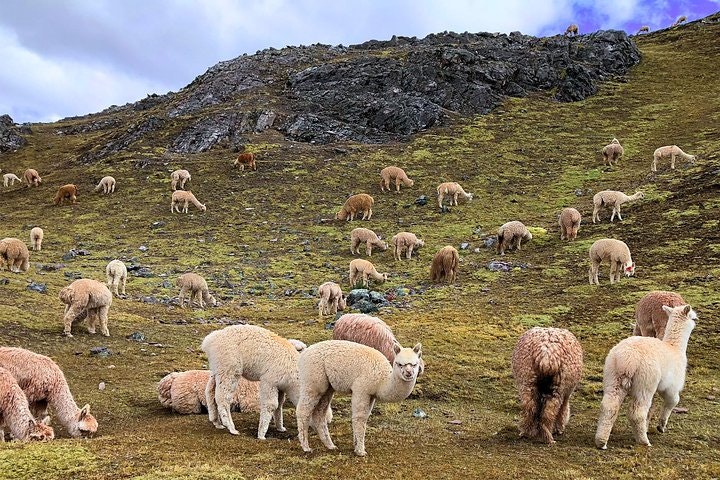 Palccoyo Rainbow Mountain Range and Q’eswachaka Last Inca Bridge from Cusco - imagen #3
