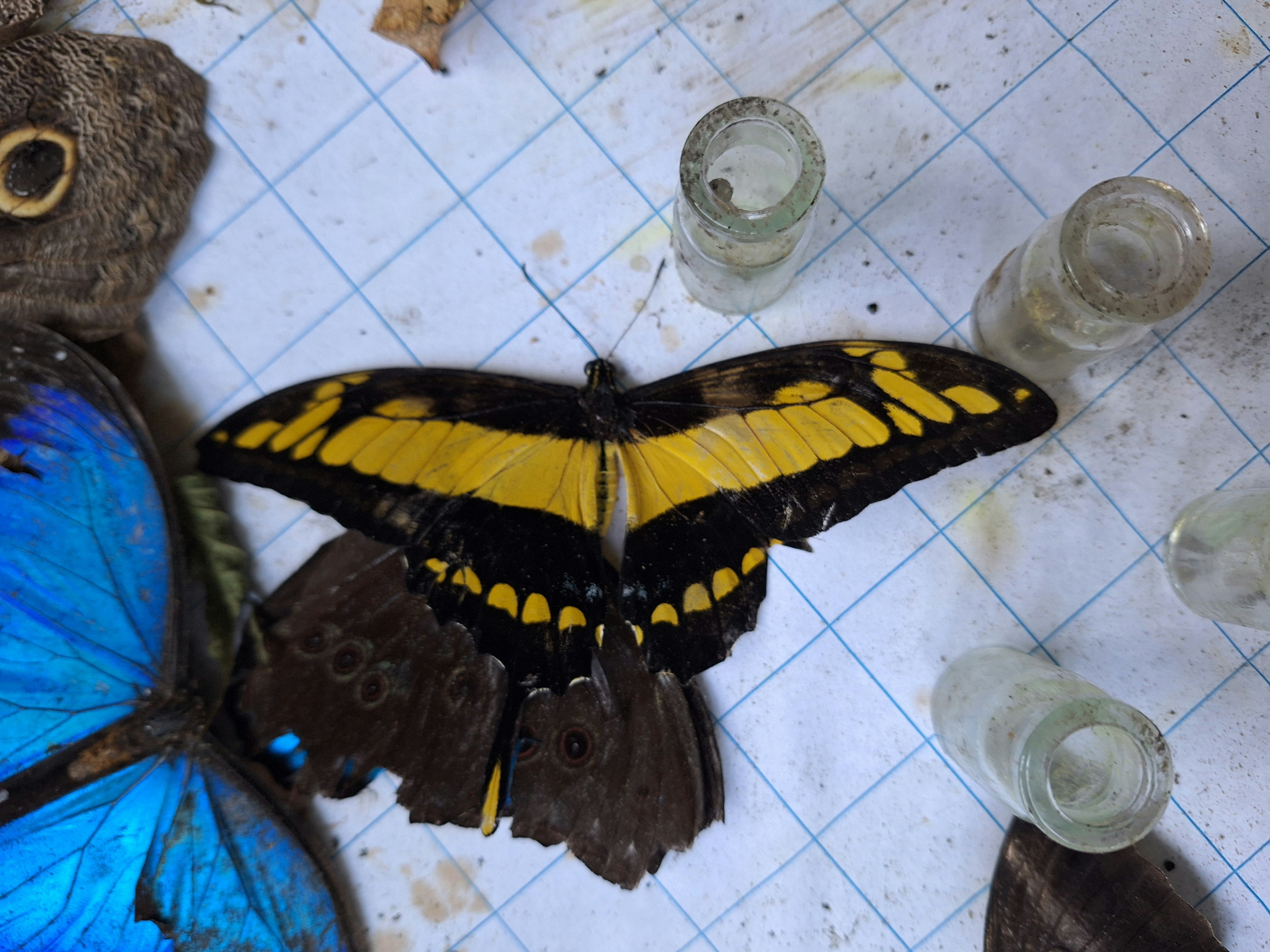 Pilpintuwasi Butterfly Farm and Native Tribes - imagen #10