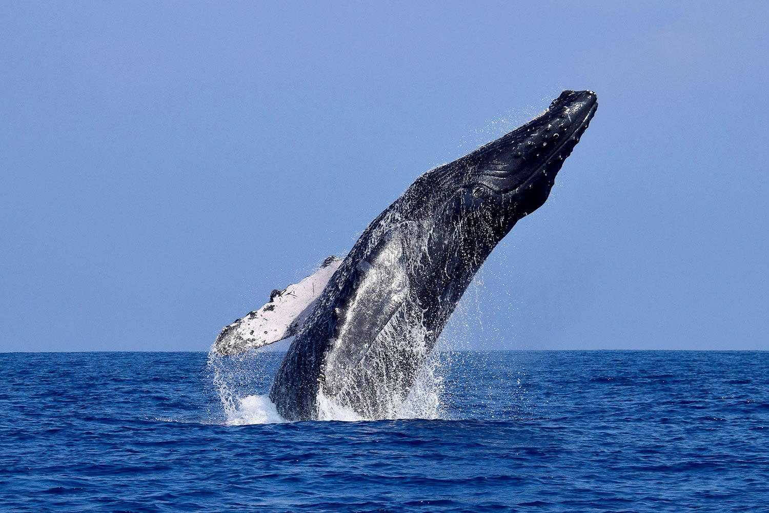 Tum-02 : Whale Watching - Majestic Whales Expedition - imagen #5