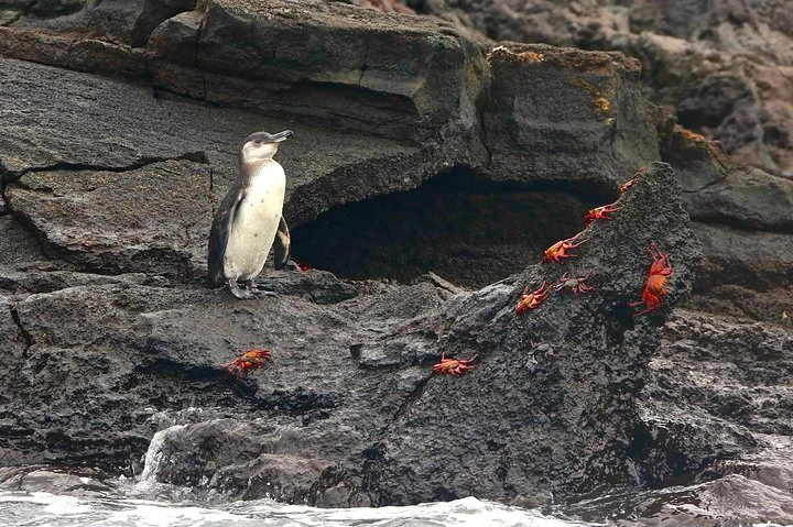 Excursión de día completo a la isla de Bartolomé y la bahía de Sullivan - imagen #9