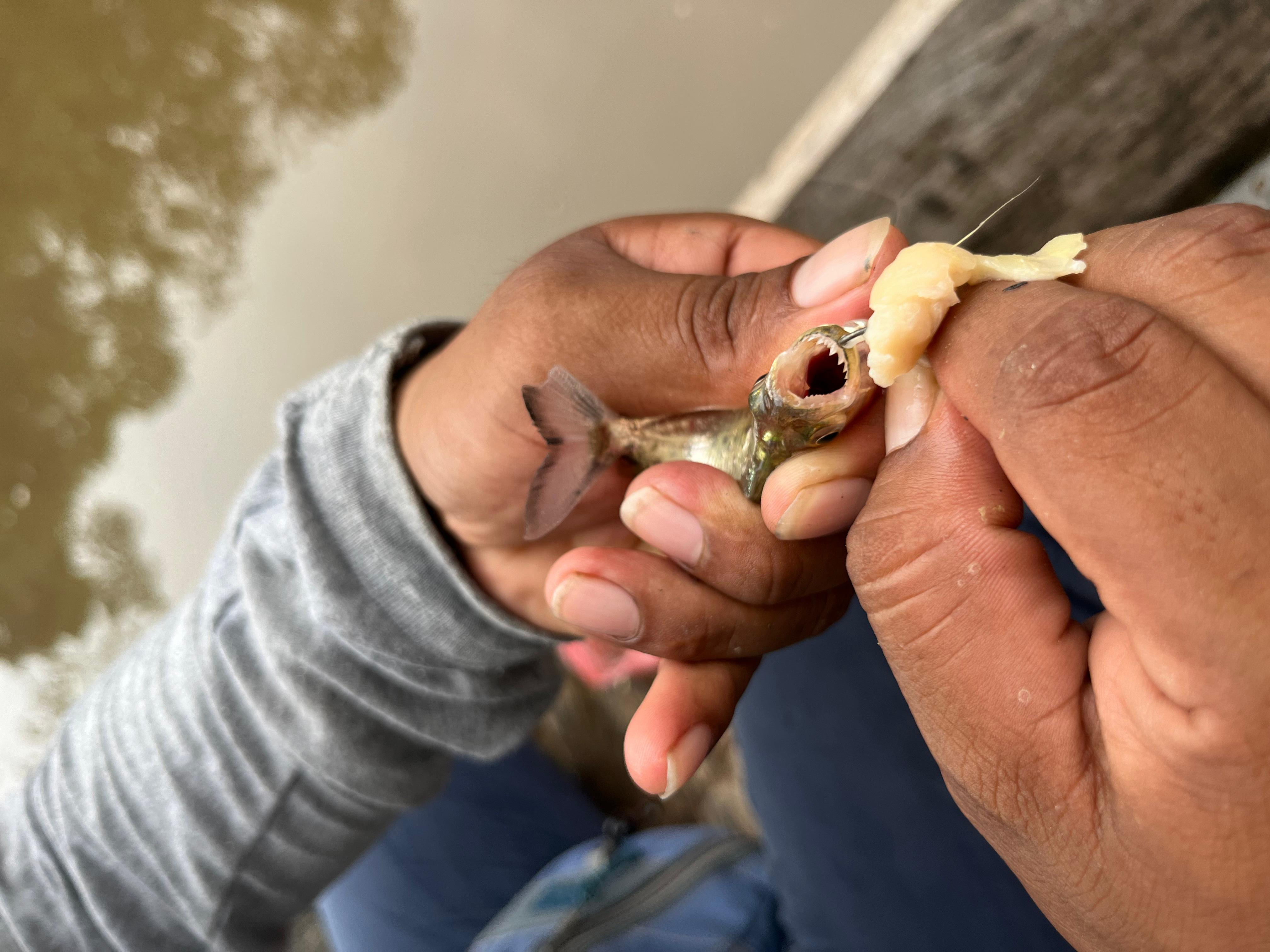 Piranha fishing experience in the Amazon jungle - imagen #7