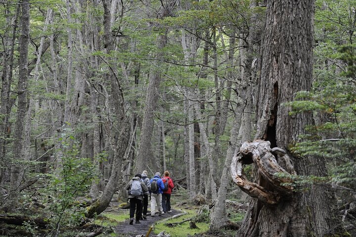 Half-Day Small-Group Tierra del Fuego National Park Tour - imagen #15