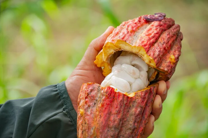 Cacao Farm Excursion Day Trip from Guayaquil - imagen #9