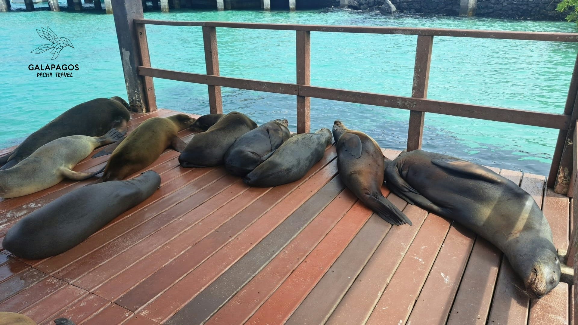 7 días / Santa Cruz y Estación Científica Charles Darwin, Isabela - imagen #16