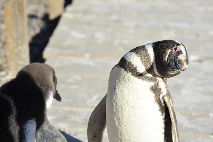 Punta Tombo Penguin Colony from Puerto Madryn with Toninas Watching - imagen #5