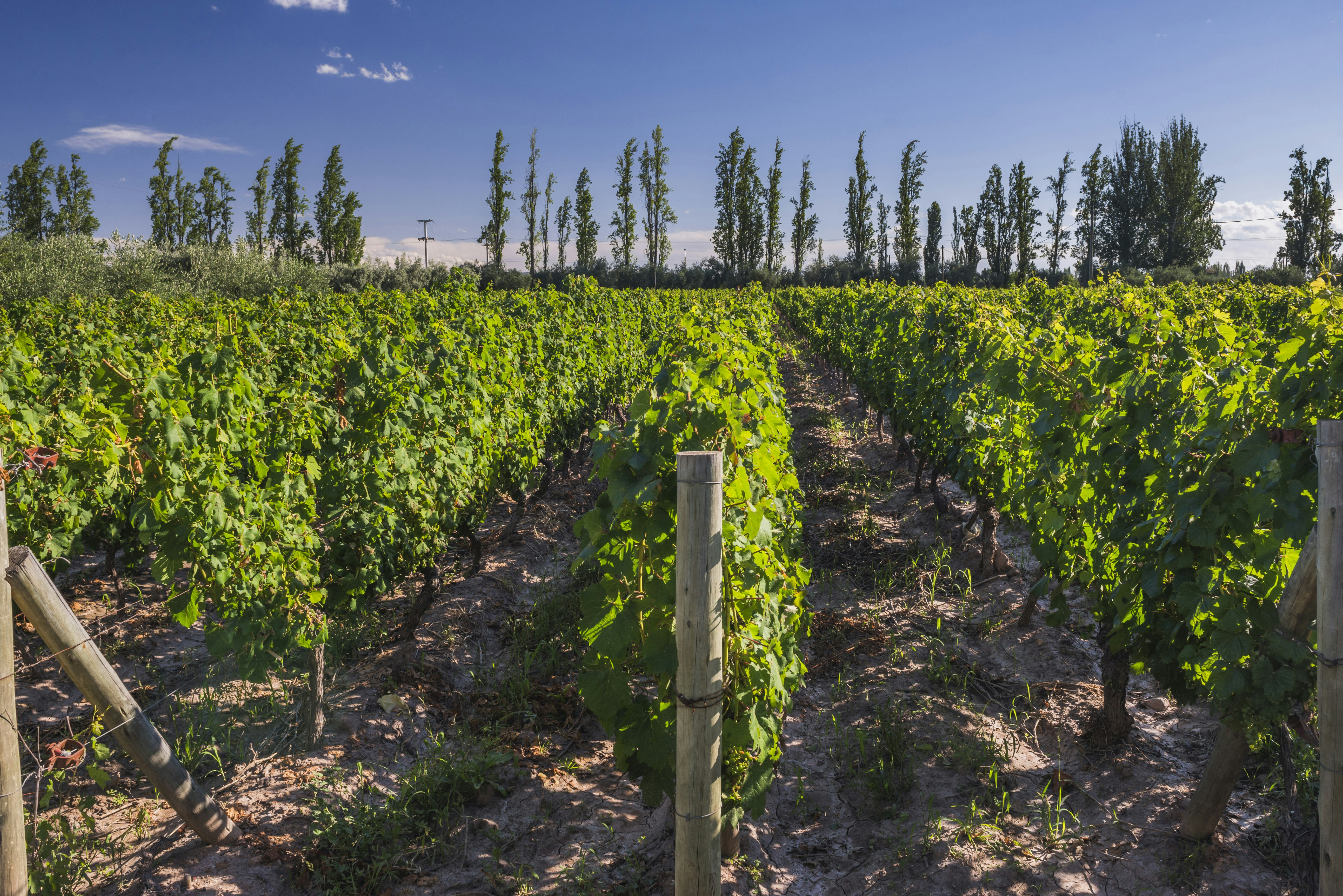 3-Day Mendoza Enchanted Vine Retreat With Optional Airfare - imagen #18