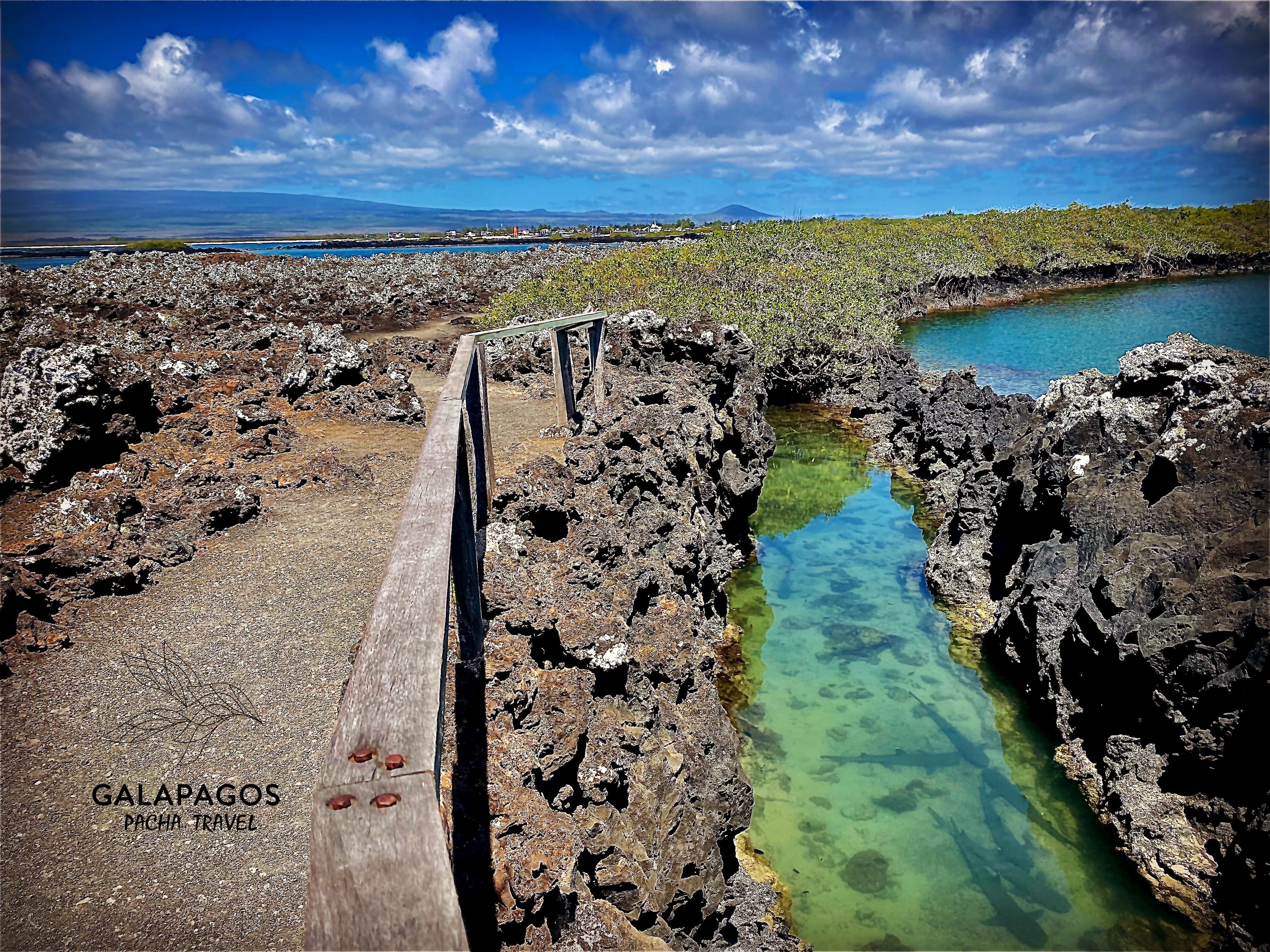 Snorkel Tintoreras Bay - Isabela