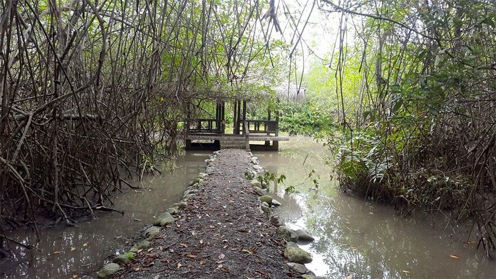 Excursión de un día en canoa por los manglares de Churute - imagen #4