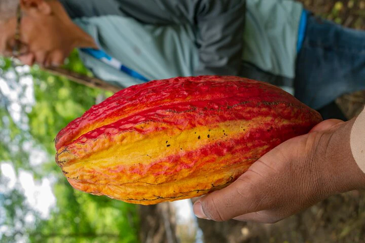 Cacao Farm Excursion Day Trip from Guayaquil - imagen #18