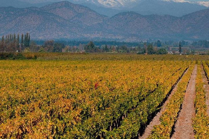 Excursión de medio día a la bodega Cousiño Macul desde Santiago, con cata de vinos incluida