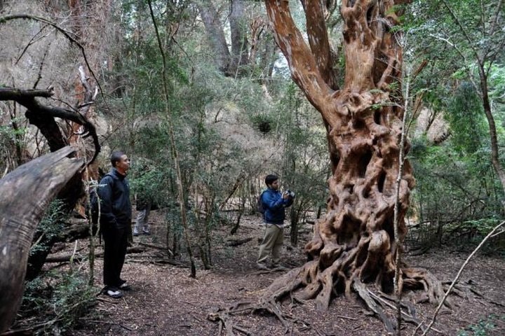 Tour privado por los lagos y cascadas del río Manso - imagen #7