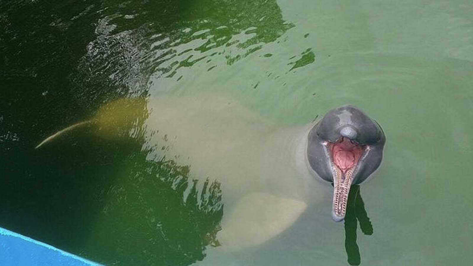 Iqu-06 : Pacaya Samiria Safari - 3 Days in Amazon National Reserve - imagen #4