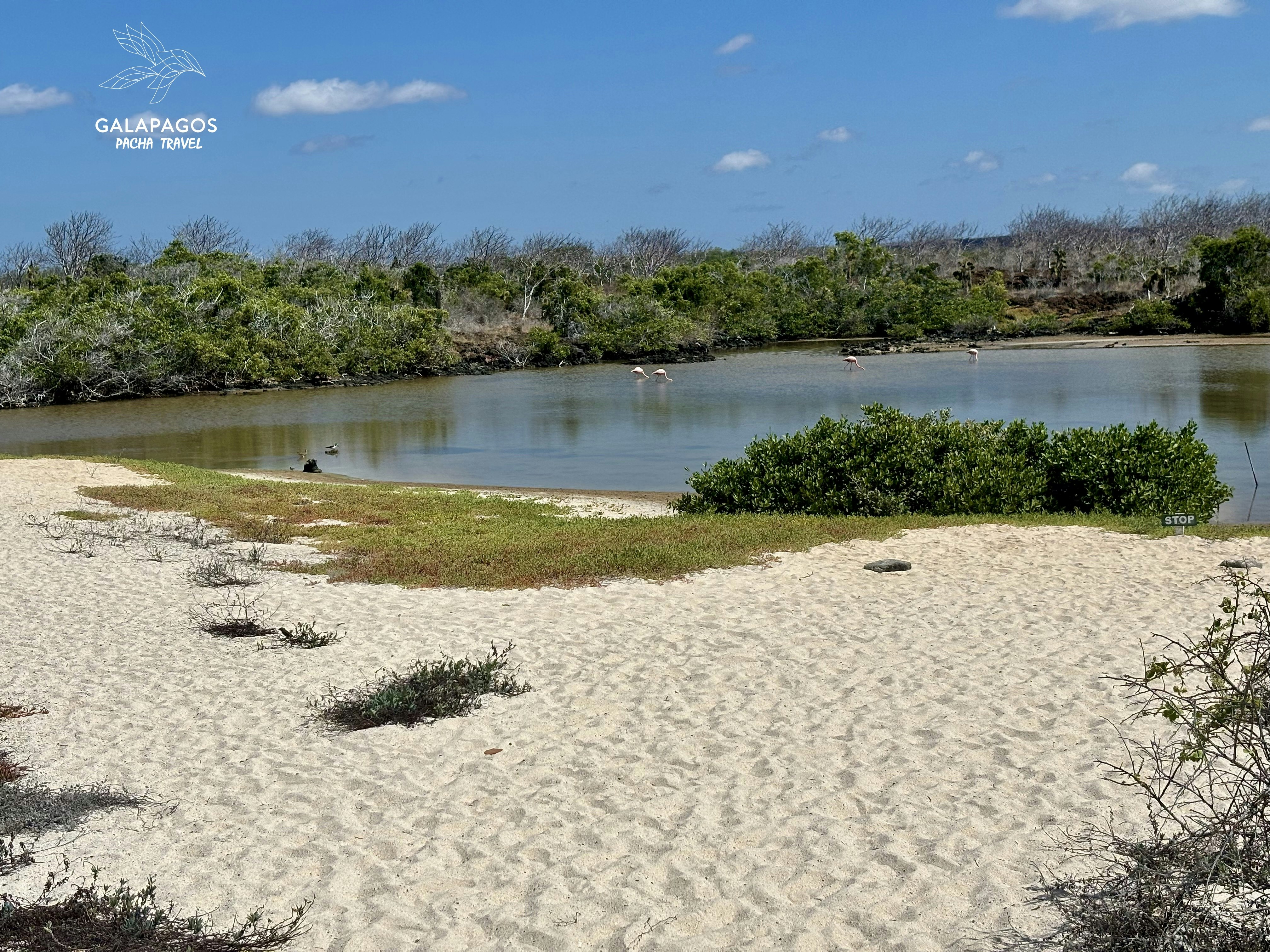 5 day / Sta. Cruz Highlands & C. Darwin RS, Bartolome, N. Seymour - imagen #16