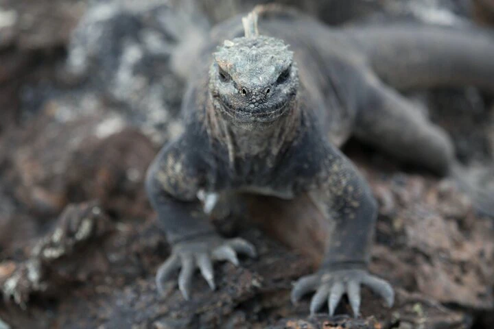 Circuito de 7 días: Guayaquil y Santa Cruz (Galápagos) — Lo mejor de Ecuador - imagen #2