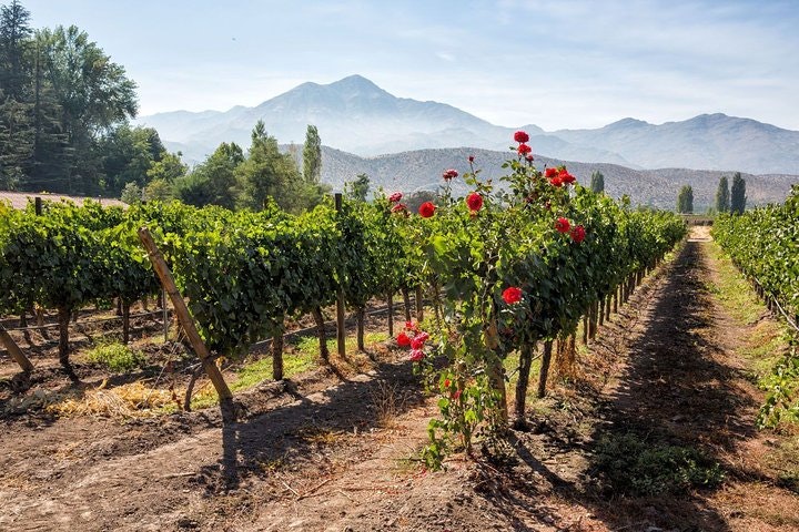 7-Days Unique Experience visiting the best Chilean & Argentinean Wine Valleys! - imagen #8