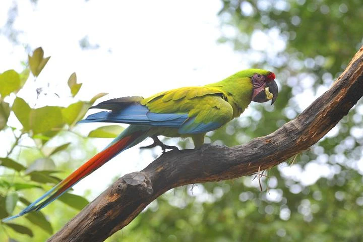 Birdwatching in Cerro Blanco from Guayaquil - imagen #2