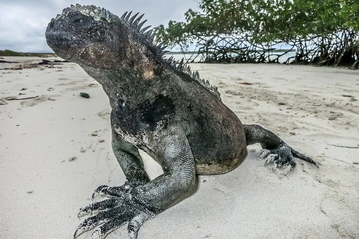 Galápagos: Excursión a Santa Cruz, 4 días - imagen #4