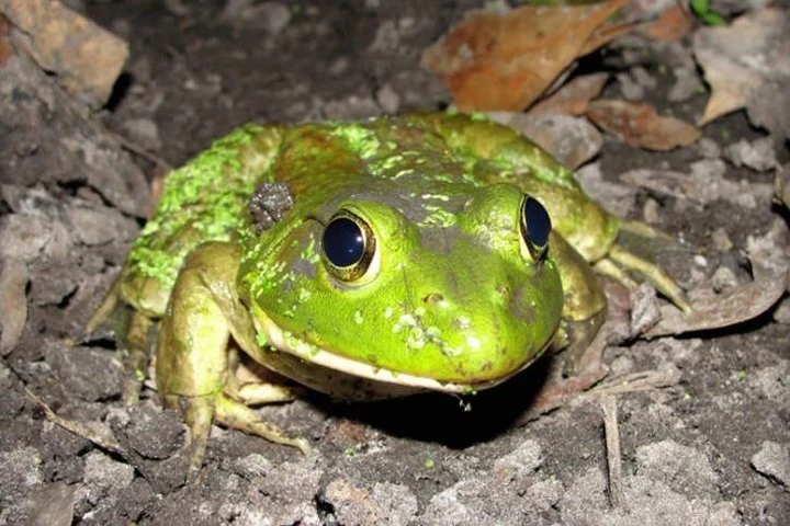 Excursión al zoológico El Pantanal en Guayaquil - imagen #8
