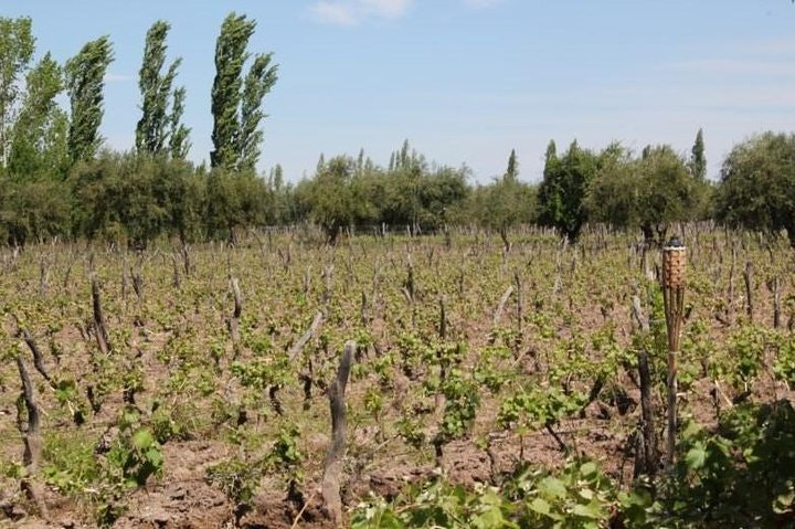 5-Day Private Luxury Trip in Mendoza - imagen #3