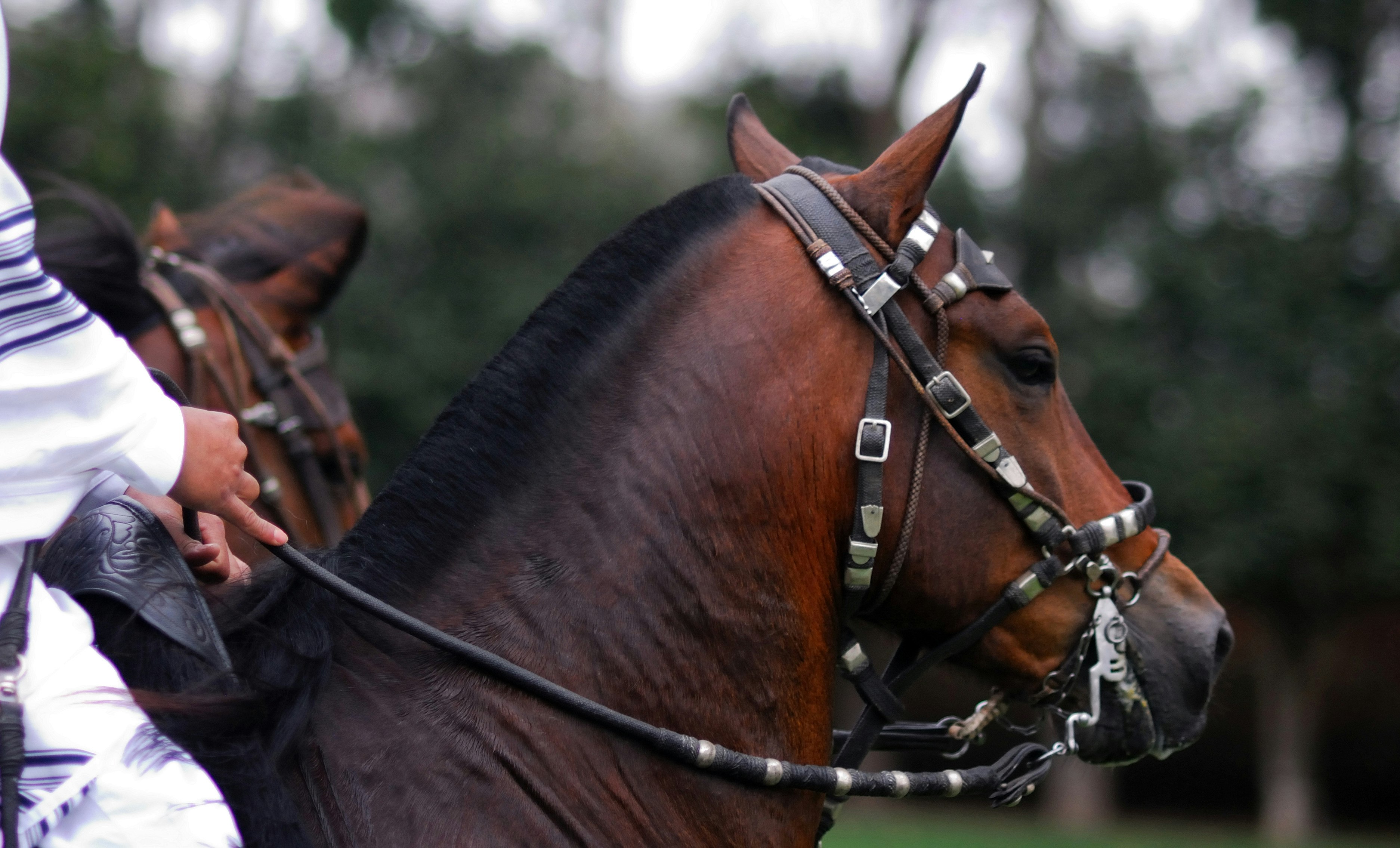 Pachacamac Temple, Peruvian Paso Horse & Artisan Store Private Tour from Lima - imagen #15