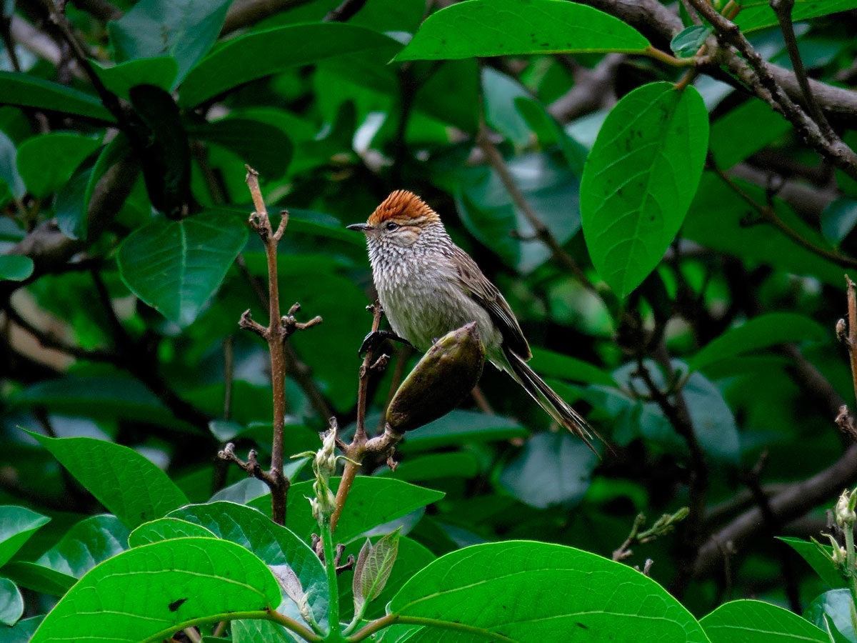 Caj-05 : Combayo & Sangal Canyon - Hidden Tombs - imagen #6