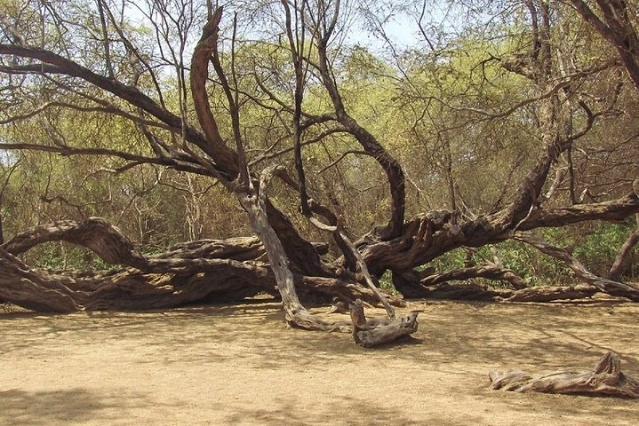 Santuario Histórico del Bosque de Pomac y Museo Sicán en Chiclayo - imagen #2