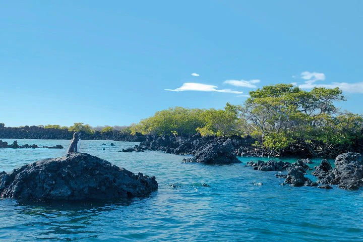 Circuito de 5 días por las Galápagos: islas de Santa Cruz e Isabela - imagen #6