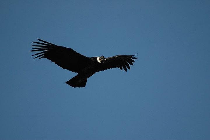 El Calafate Safari Experience - imagen #5