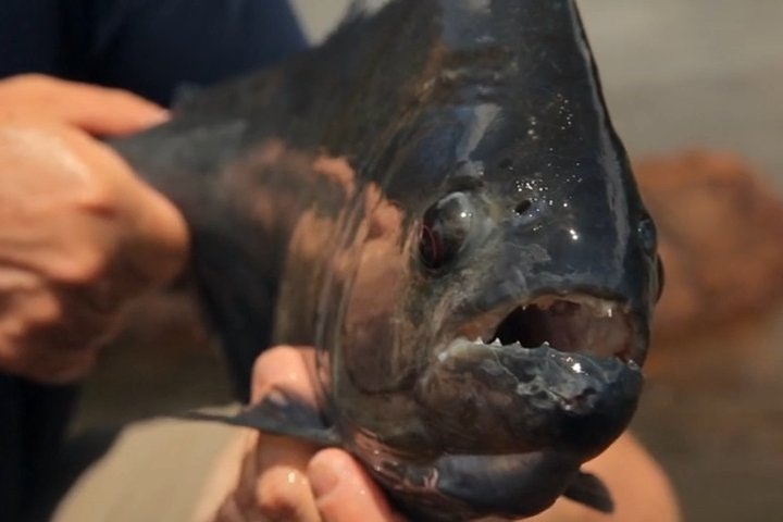 Piranha fishing experience in the Amazon jungle - imagen #5